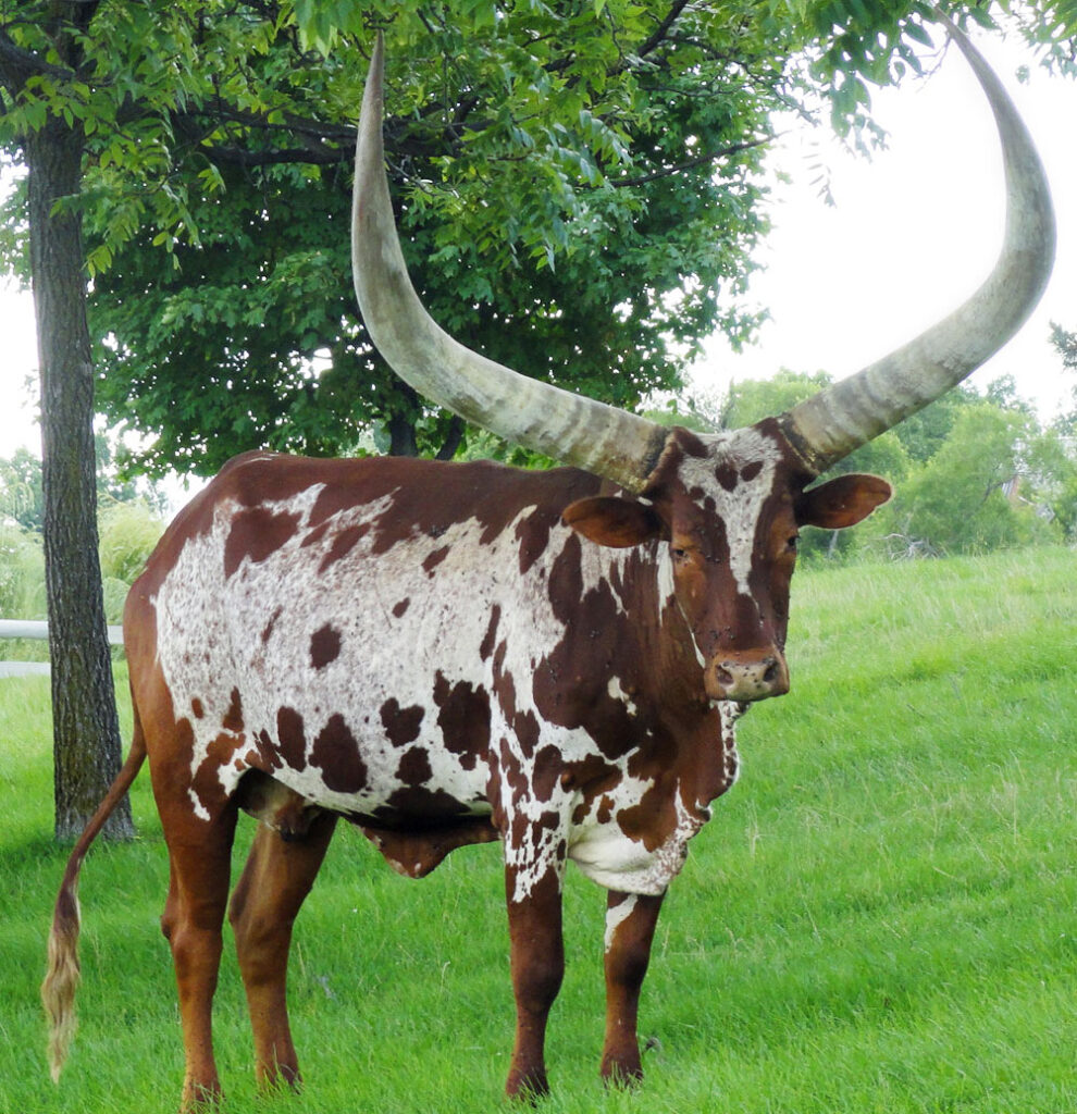 Ankole-Watusi 13 AnKole Watusi by Barbara Eckstein