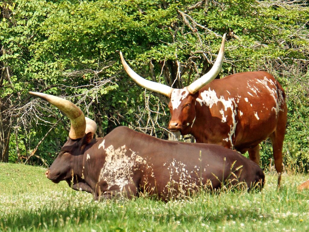 Ankole-Watusi 7 Ankole Watusi by Dennis G Jarvis