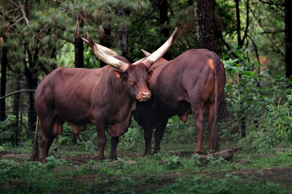 Ankole-Watusi 24 Ankole Watusi10