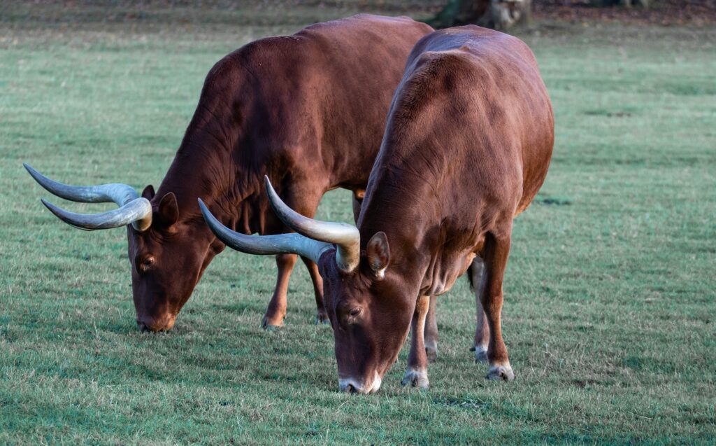 Ankole-Watusi 23 Ankole Watusi11
