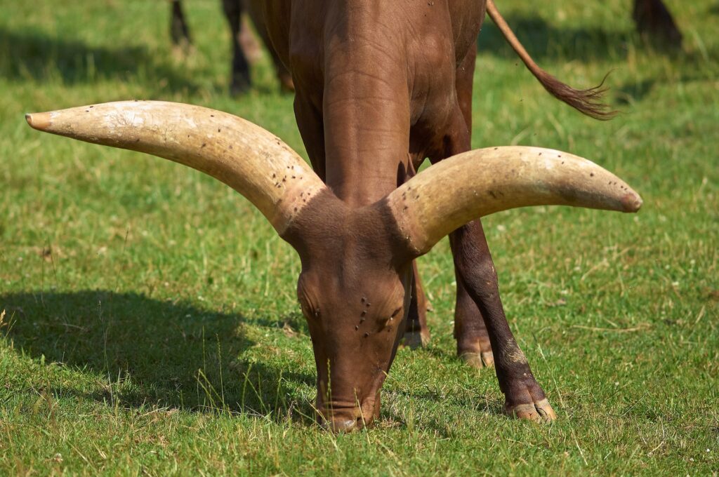 Ankole-Watusi 20 Ankole Watusi13