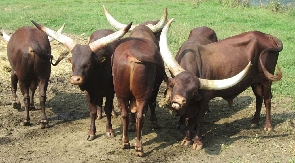 Ankole-Watusi 11 Ankole Watusi3