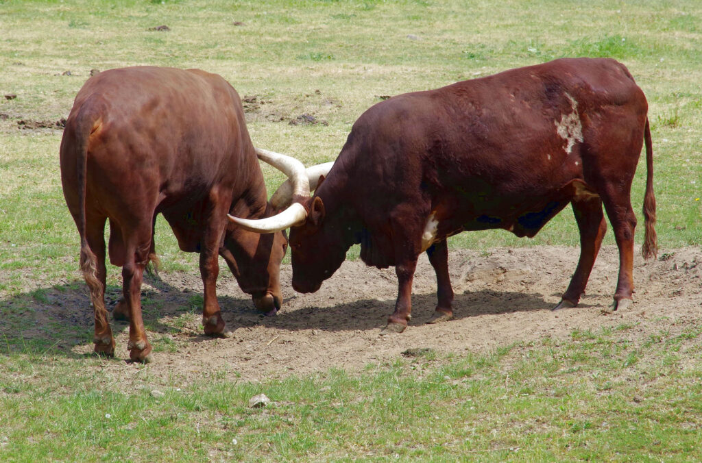 Ankole-Watusi 19 Ankole Watusi8