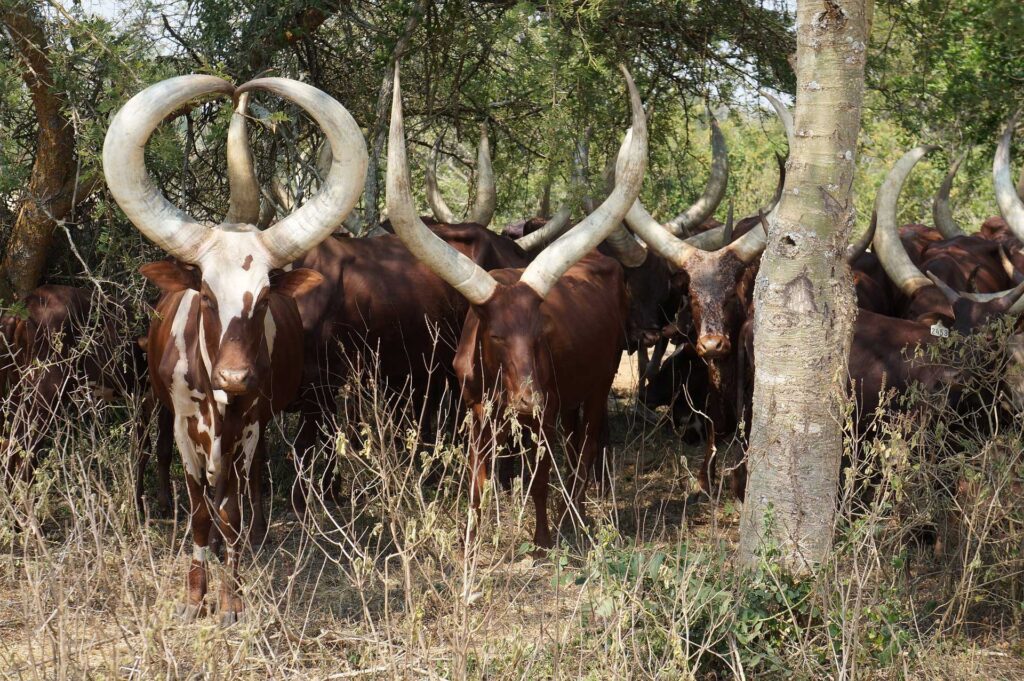 Ankole-Watusi 25 Ankole Watusi9