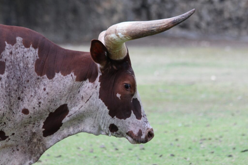 Ankole-Watusi 17 Ankole bull 3530398 1920