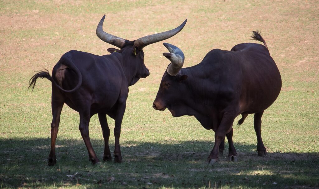 Ankole-Watusi 14 Ankole watusi cattle 3701602 1920