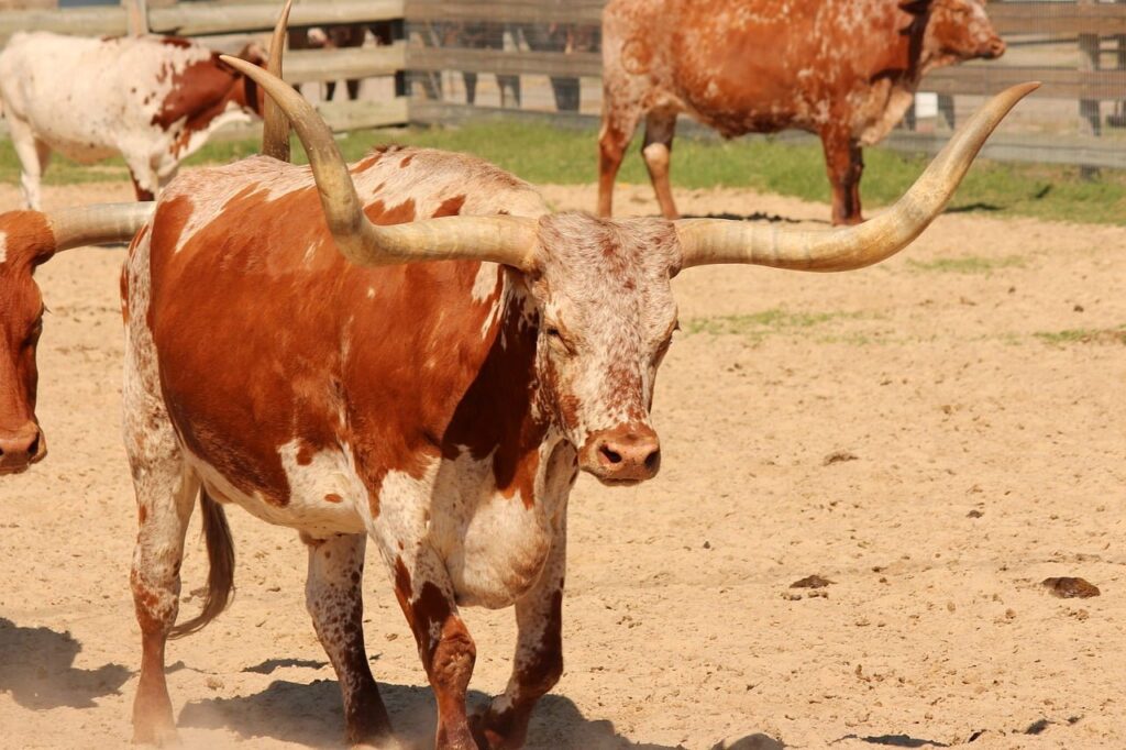 Texas Longhorn 21 Texas Longhorn