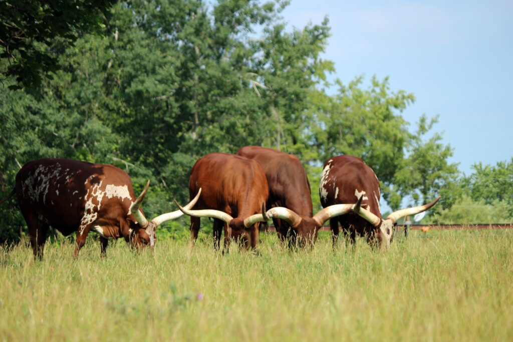 Texas Longhorn 11 Texas Longhorn