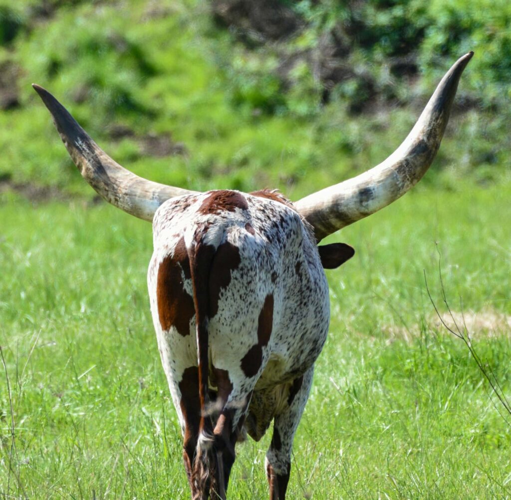 Texas Longhorn 19 Texas Longhorn
