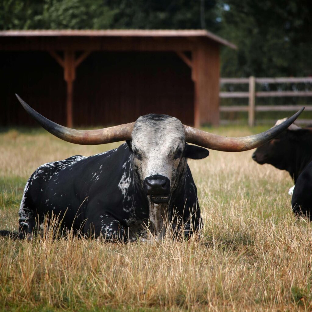 Texas Longhorn 20 Texas Longhorn