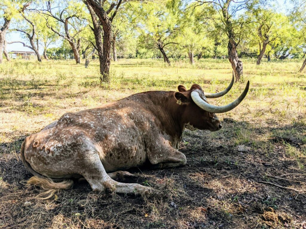 Texas Longhorn 17 Texas Longhorn