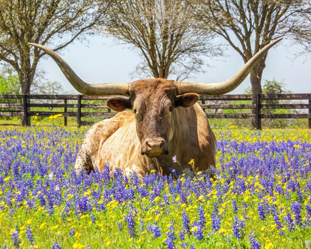 Texas Longhorn 16 Texas Longhorn