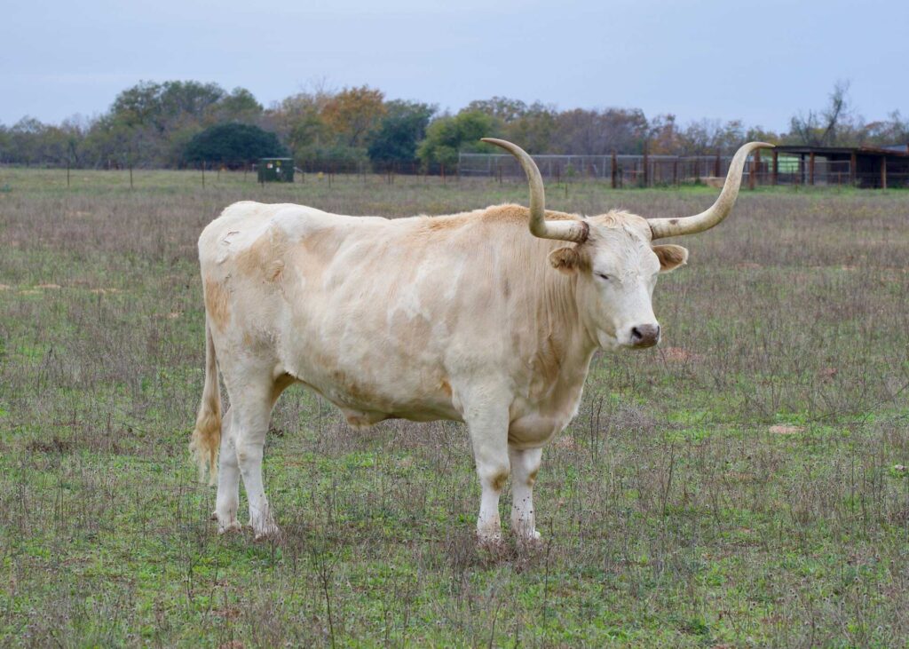 Texas Longhorn 4 Texas Longhorn