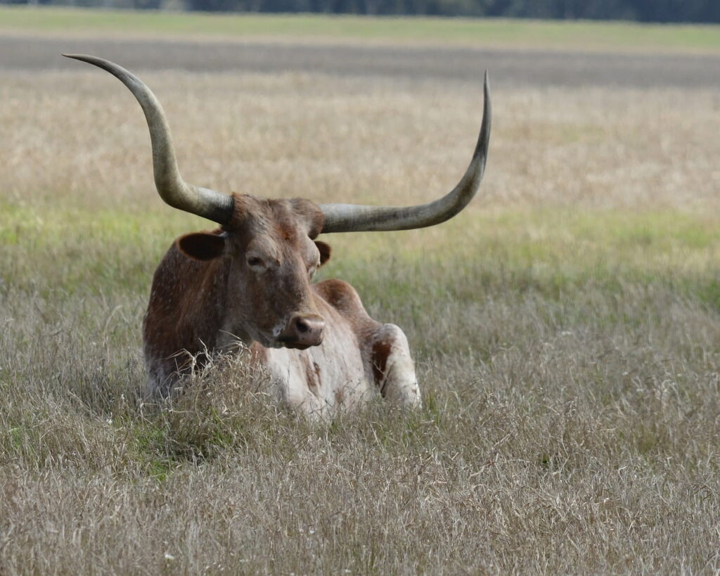 Texas Longhorn 18 Texas Longhorn