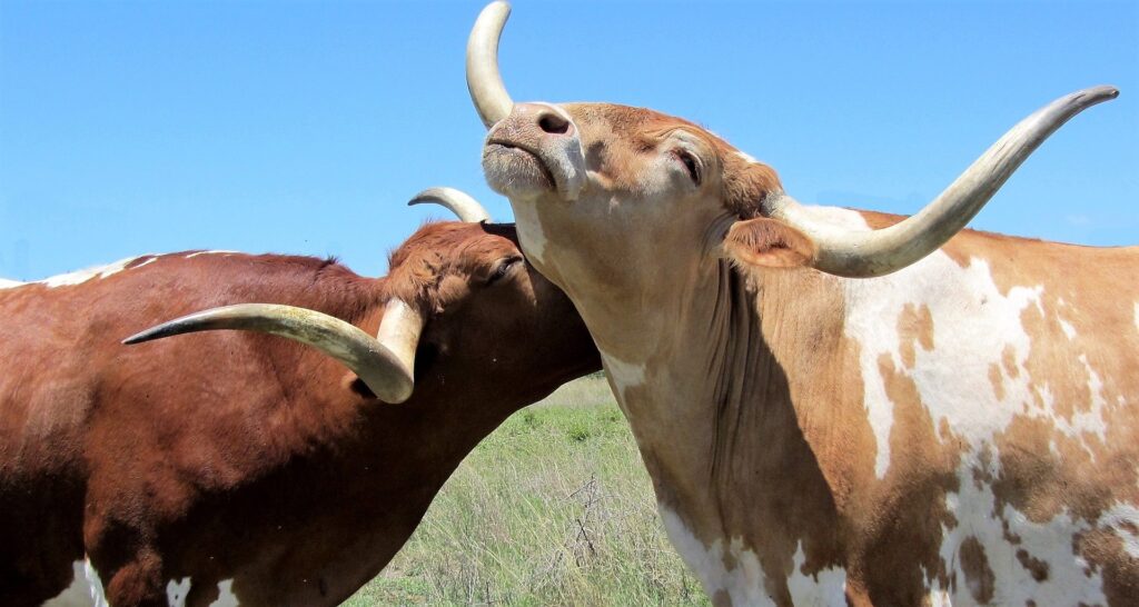 Texas Longhorn 10 Texas Longhorn
