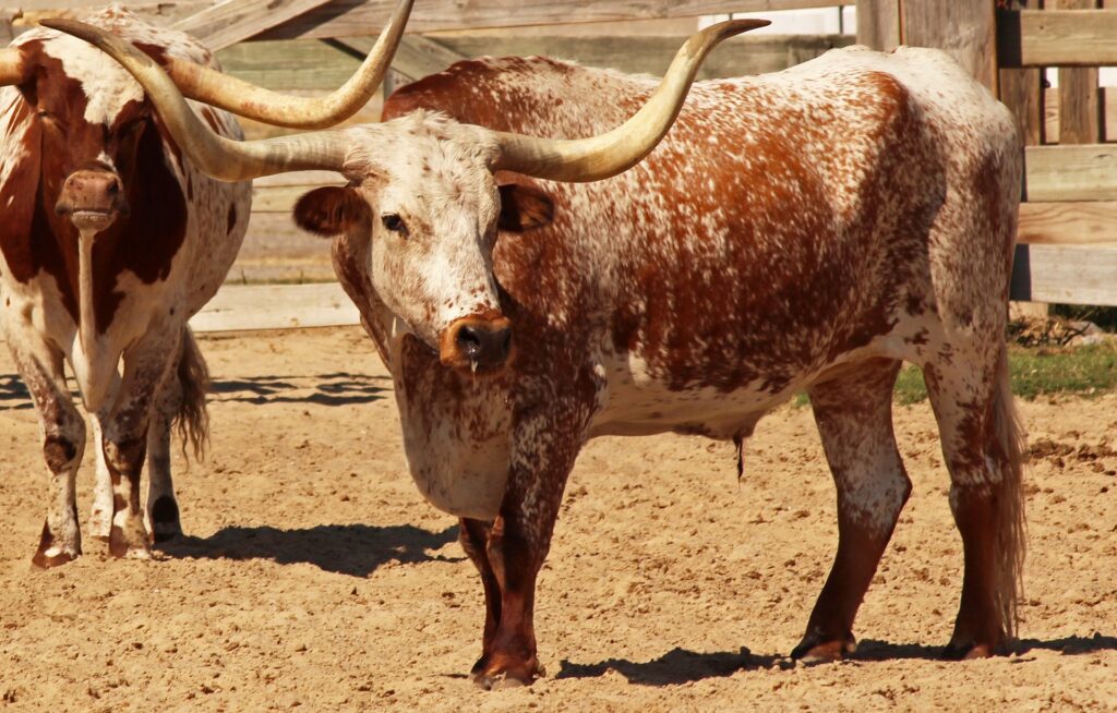 Texas Longhorn 15 Texas Longhorn