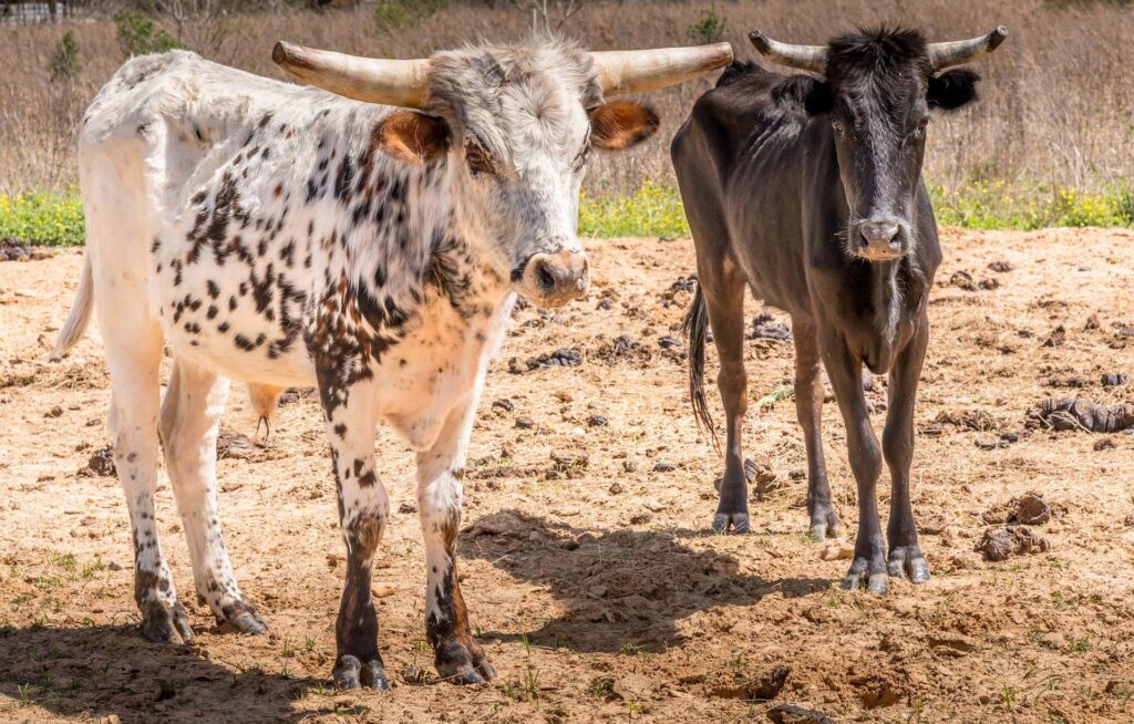 Texas Longhorn 13 Texas Longhorn
