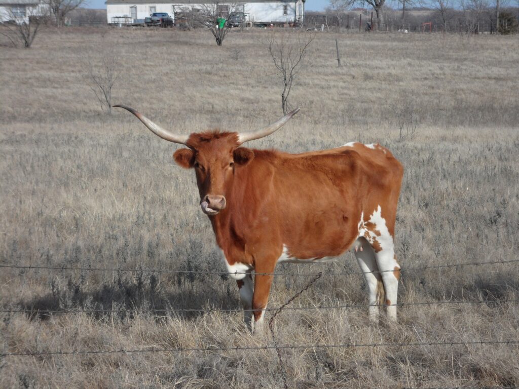 Texas Longhorn 3 Texas Longhorn