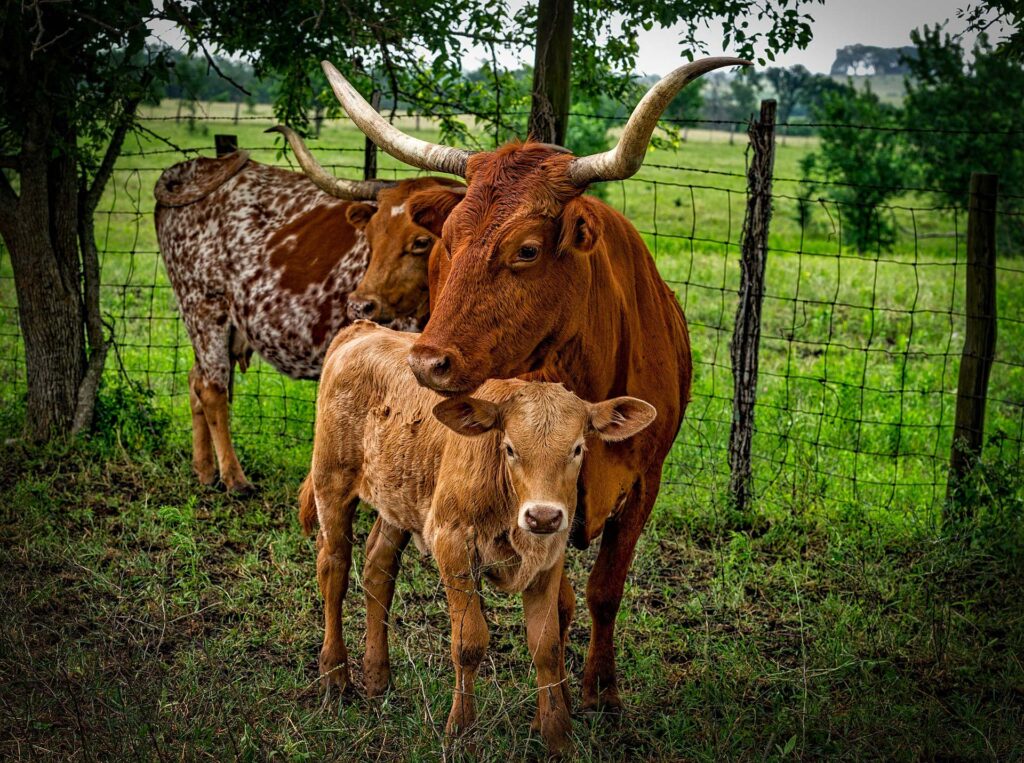 Texas Longhorn 14 Texas Longhorn