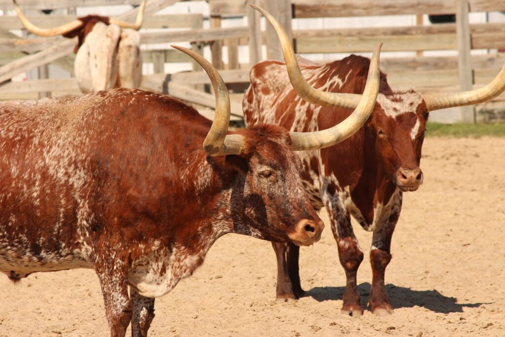 Texas Longhorn 12 Texas Longhorn