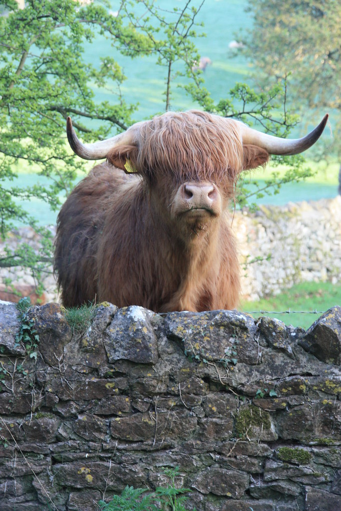 Highland Cattle 12 Highland Cattle