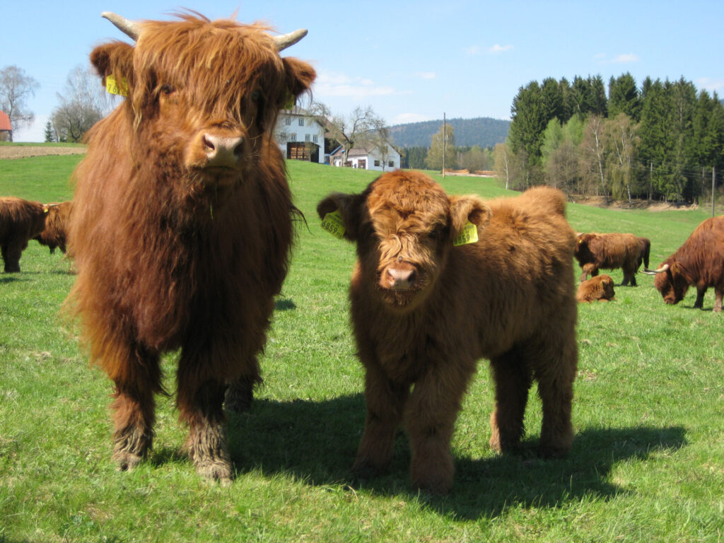 Highland Cattle 7 Highland Cattle