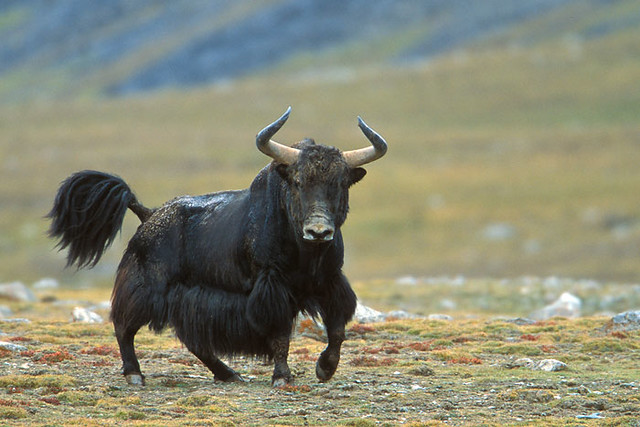 Yak 3 Wild Yak