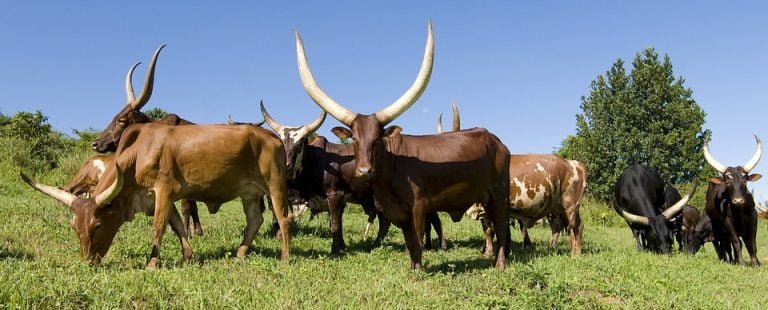 Ankole-Watusi 13 Ankole-Watusi