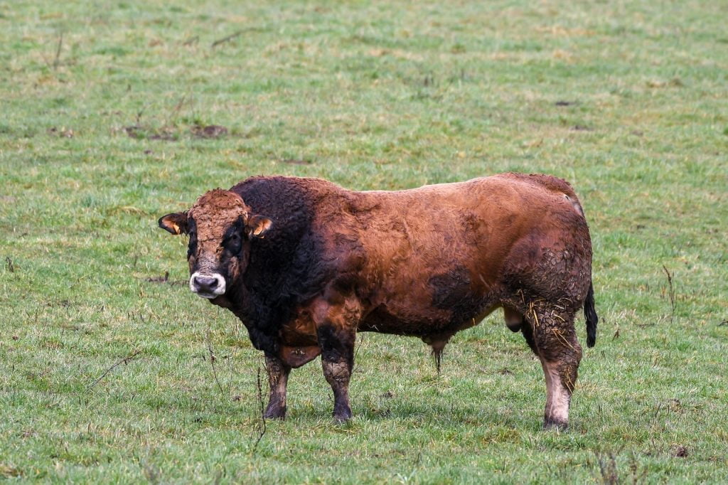 Limousin Cattle