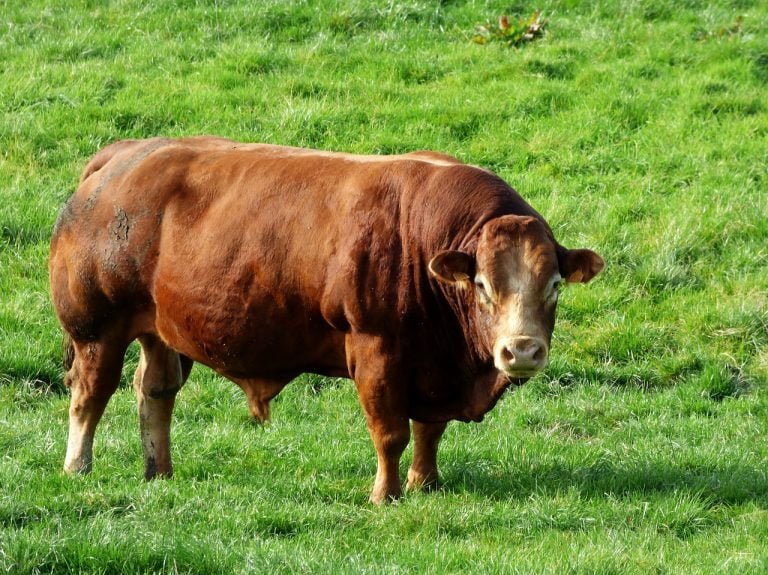 Limousin Cattle 11 limousin cattle