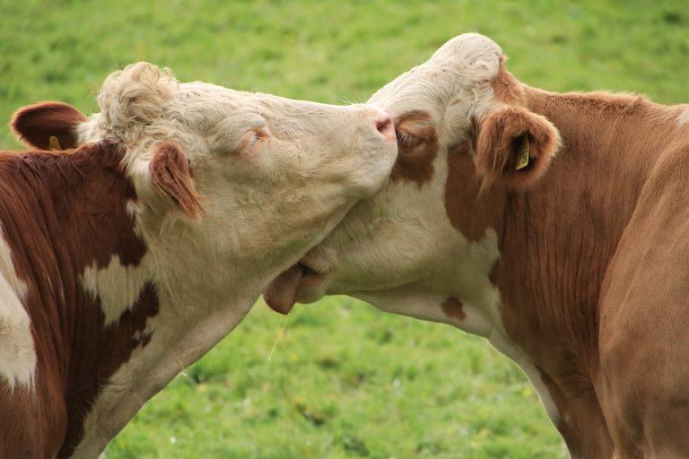 Native British Cattle Breeds - Part 2 12 Native British Cattle Breeds – Part 2