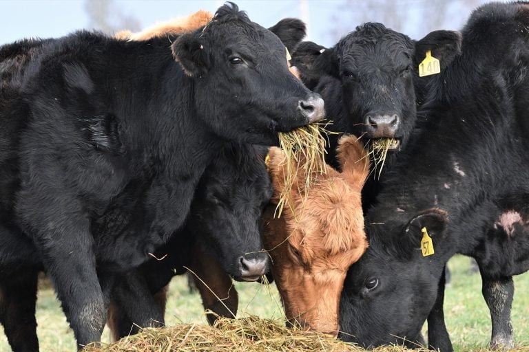 Cow Digestion 28 cows eating