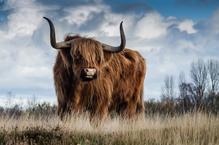 Native British Cattle Breeds - Part 1 30 Native British Cattle Breeds – Part 1