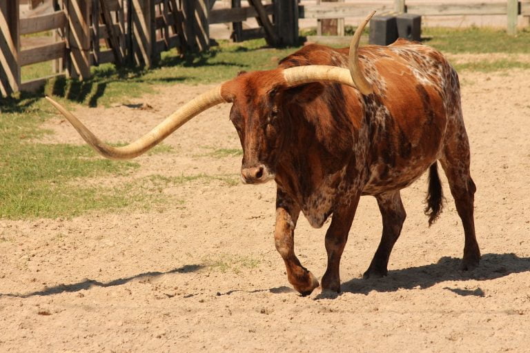 Texas Longhorn 14 texas longhorn