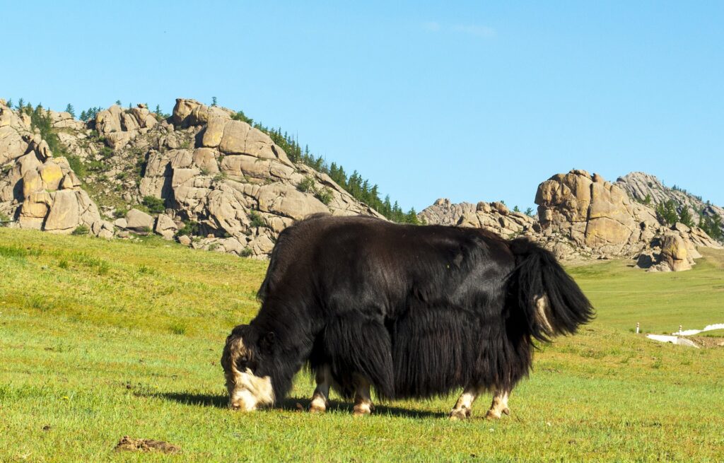 Yak 6 Wild Yak