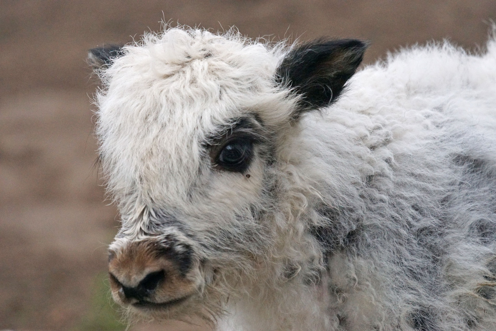 Yak 9 Yak Calf